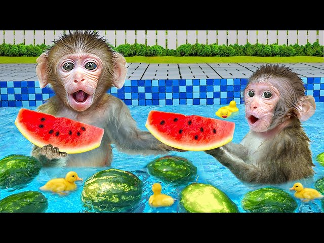 KiKi Monkey swimming at Watermelons pool and Waterslides with Ducklings | KUDO ANIMAL KIKI