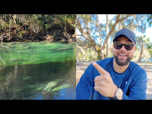 Watching Hundreds of Manatees Migrate to Blue Spring State Park in Florida | DJI Osmo Pocket 3 Test!