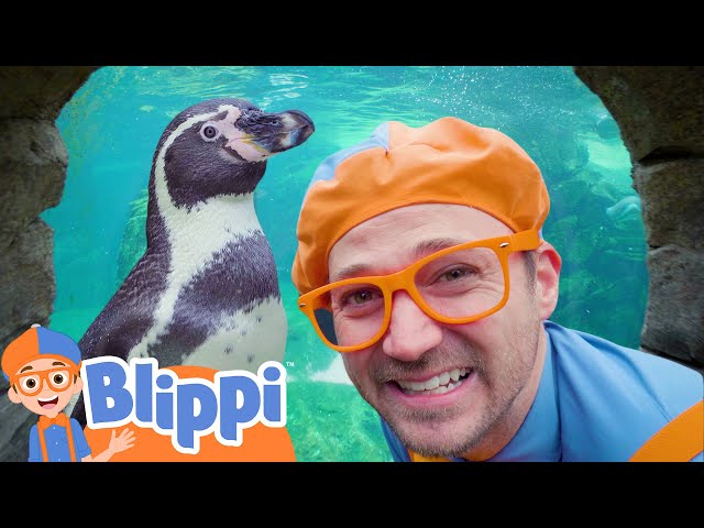 Blippi Meets a Penguin! 🐧Blippi 🐧 Moonbug Kids - Learning Corner