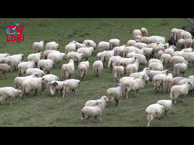 Ličke ovce
