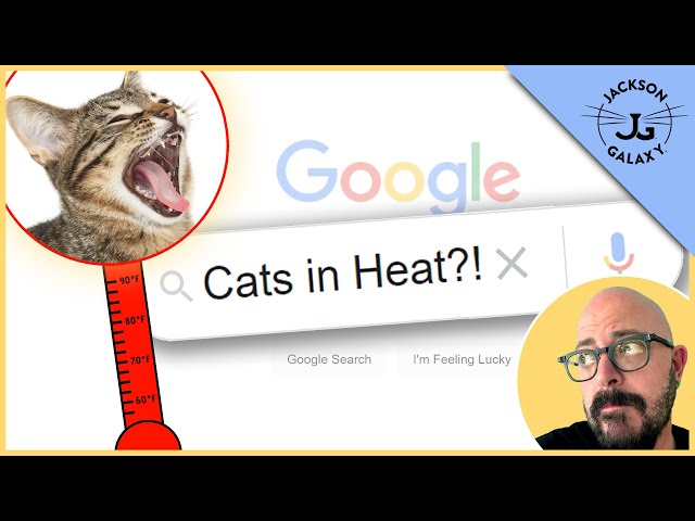Cats in Heat: The Female Cat Heat Cycle