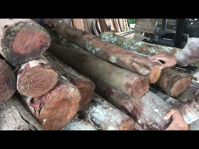 Proses Penggergajian kayu mahoni