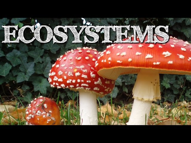Understanding Ecosystems for Kids: Producers, Consumers, Decomposers - FreeSchool