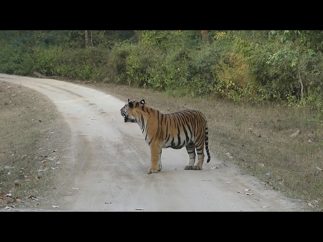 Kanha National Park; Kanha Tiger Reserve India Part 4 of India and Sri Lanka Trip
