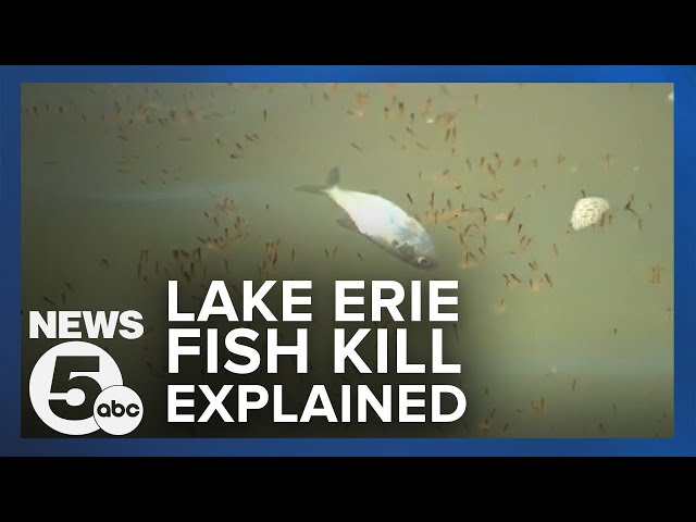 Why dozens of dead fish were floating in Lake Erie