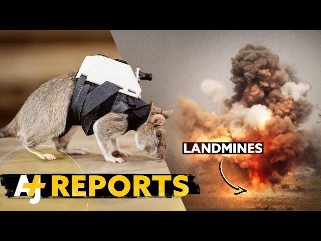 These Rats Are Sniffing out Landmines And Saving Lives