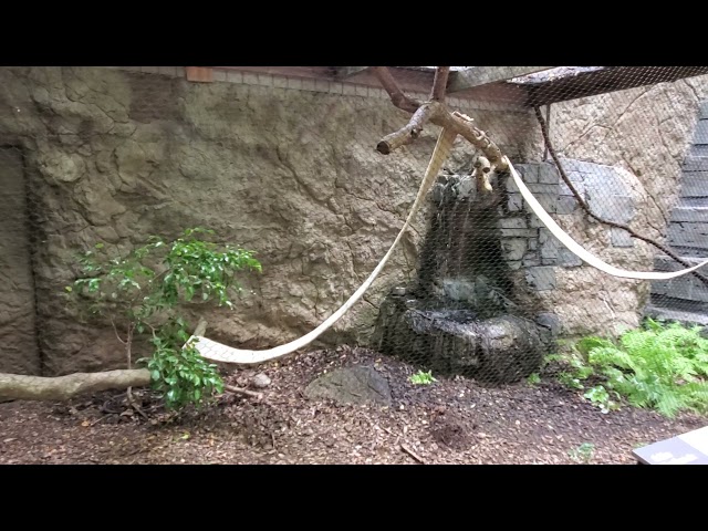 Exploring The Dickerson Park Zoo in Springfield MO