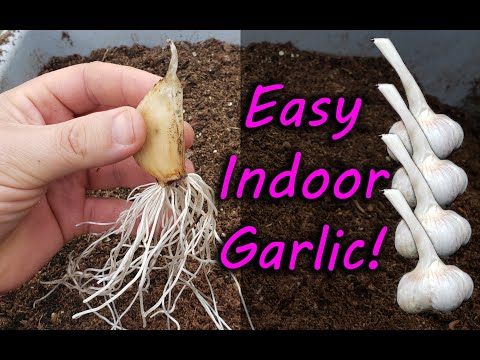 Growing Garlic Ultimate Guide