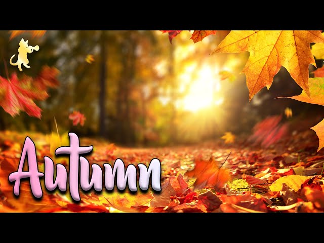 COZY Autumn Scenery! 🍁🍂 Autumn / Fall 2023 Nature Scenery & Relaxing Music