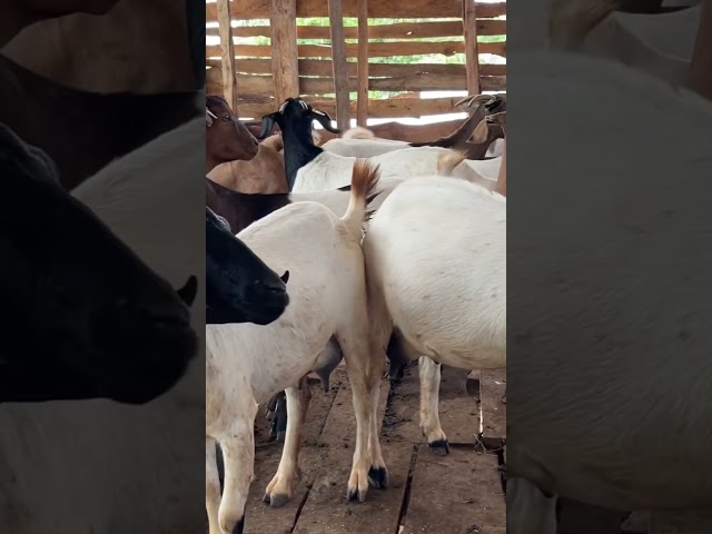Well Fed Goats 🥰🥰🥰