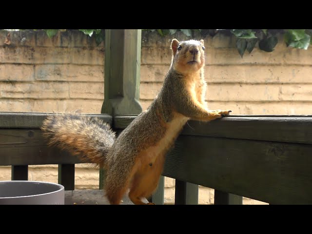 Cute Squirrel on the Porch - Junior