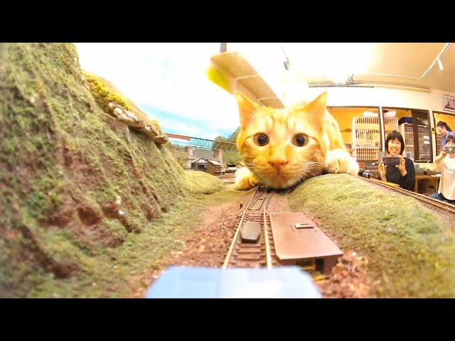 The cat will destroy the train from now on.बिल्ली अब से ट्रेन को नष्ट कर देगी।