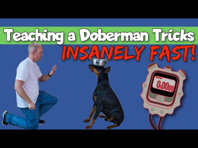 How to Teach Tricks to a Doberman Insanely Fast