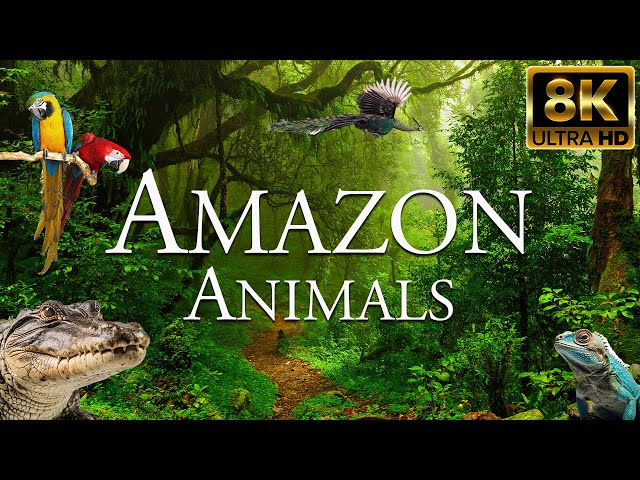 Amazon Animals 8K ULTRA HD | Wildlife of Amazon Rainforest | Nature Amazon Jungle