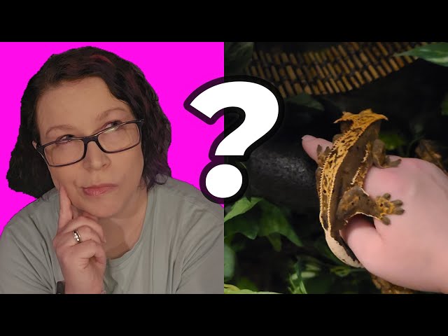 Should you breed your reptile?