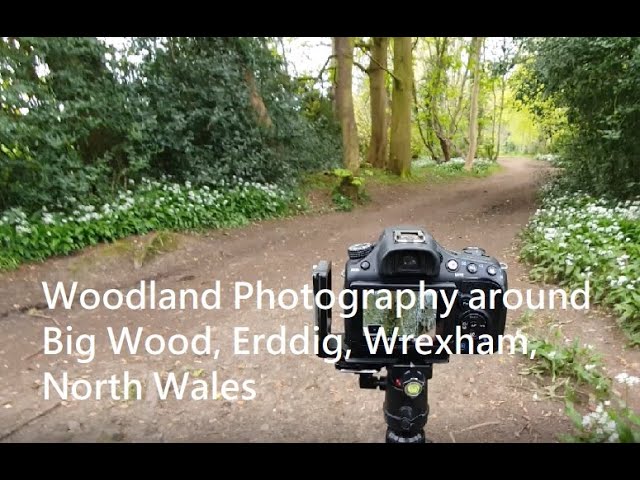 Woodland Photography around the Big Wood, Erddig, Wrexham, North Wales.