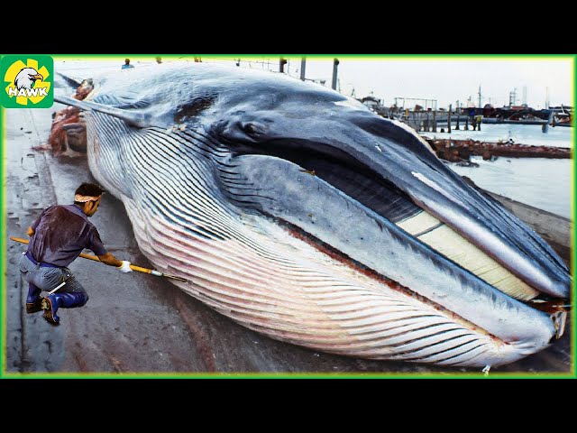 🐋 How Japanese People Cut And Process Whale Meat