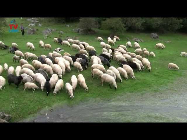 Lički pastir čuva ovce