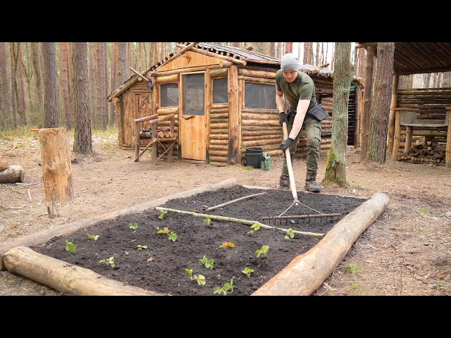 Off-Grid Forest Garden, Living off the Land in the Log Cabin, Planting Fruit Trees | Homestead
