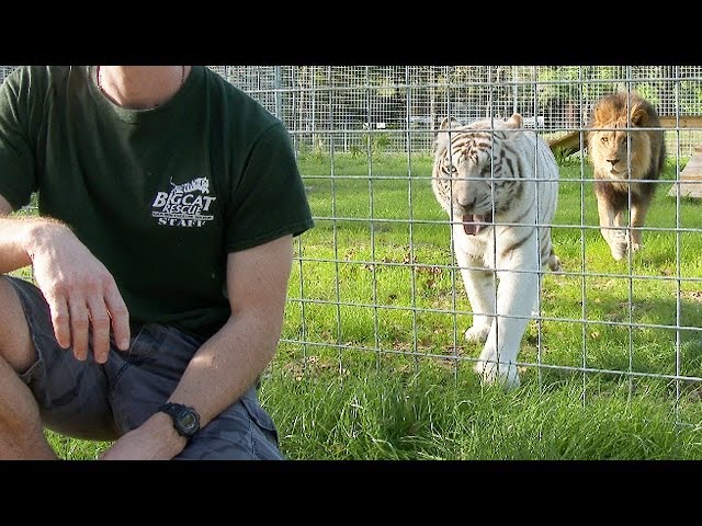 Never Turn Your Back on BIG CATS!