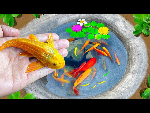 Satisfying Catch Colorful Surprise Eggs, Turtle, Tank Cleaner Fish, Koi, Butterflyfish in Tiny Lake