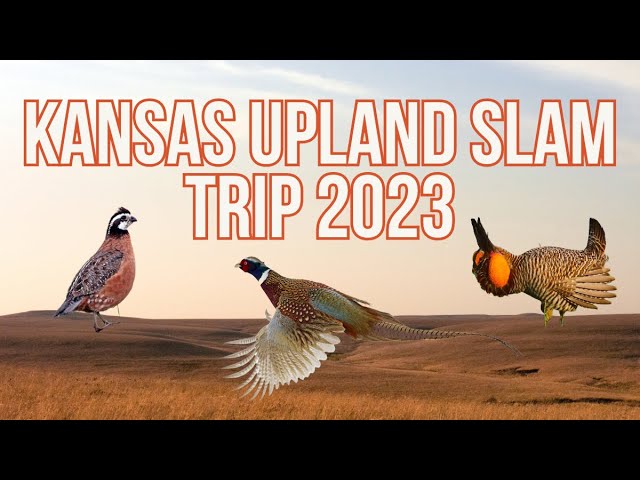 Kansas Upland Bird Slam - 2023 Kansas Hunting Trip