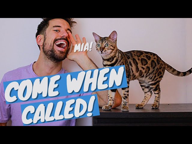 How to TEACH YOUR CAT THEIR NAME and to COME WHEN CALLED
