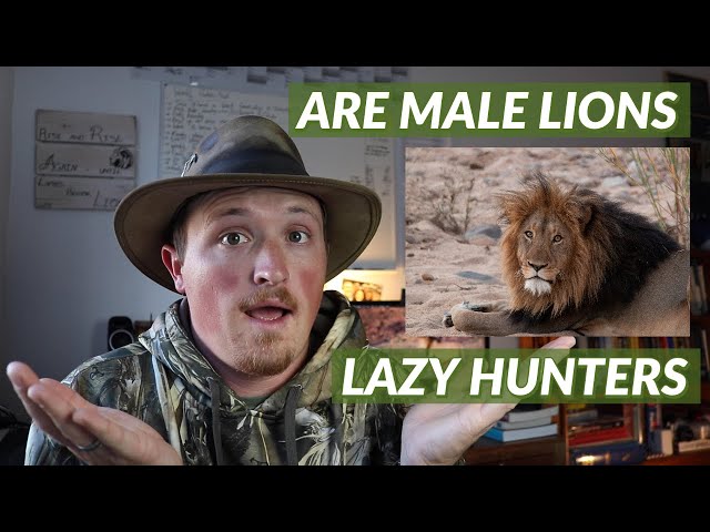 Are Male Lions Lazy Hunters? | Did You Know Thursday #19