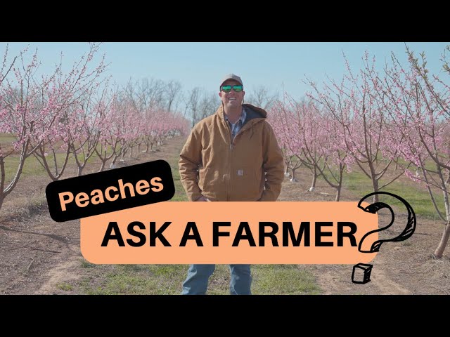 Ask A Farmer | Ep. 2 | Peach Farmer
