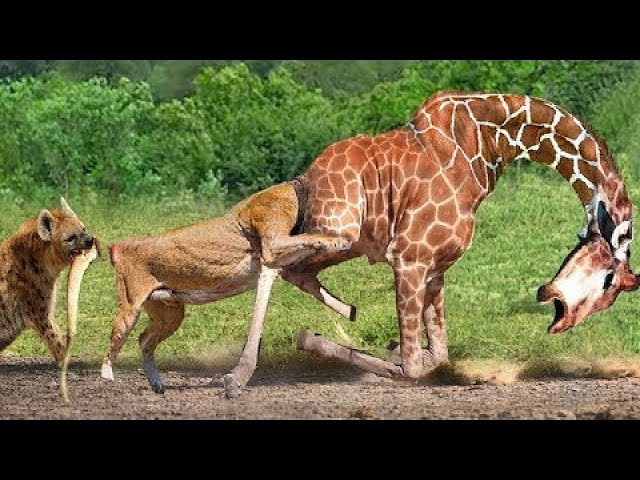 Hyena Take Advantage Of Opportunity To Knock Out Lion When Lion Was Exhausted In Battle With Giraffe