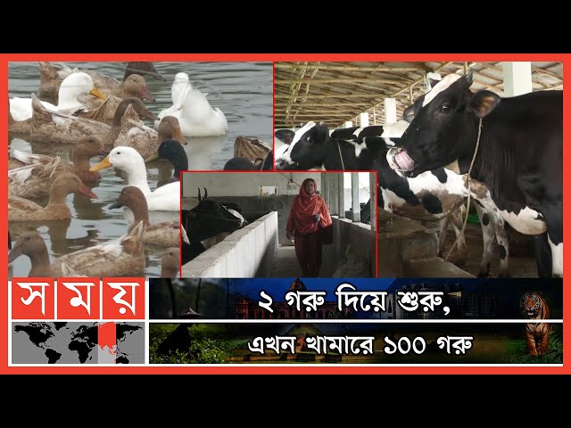 ইউটিউব দেখে গরুর খামার করে ঘুরে দাঁড়িয়েছেন জেসমিন | Cow Farming | Hili News | Farm Entrepreneur