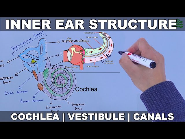 Structure of Inner Ear