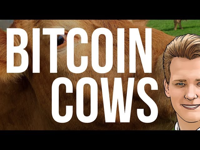Bitcoin Cash Cows - Programmer expains