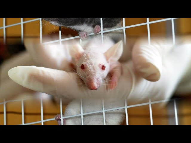 World Day for Laboratory Animals, April 24