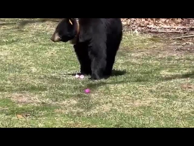 Bear gets into Easter eggs