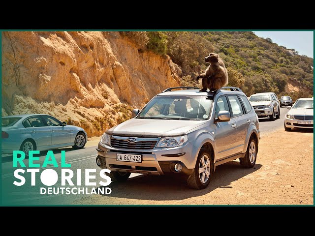 Monkey Invasion! Monkeys attack people in Cape Town! | Full Documentary | Real Stories Germany