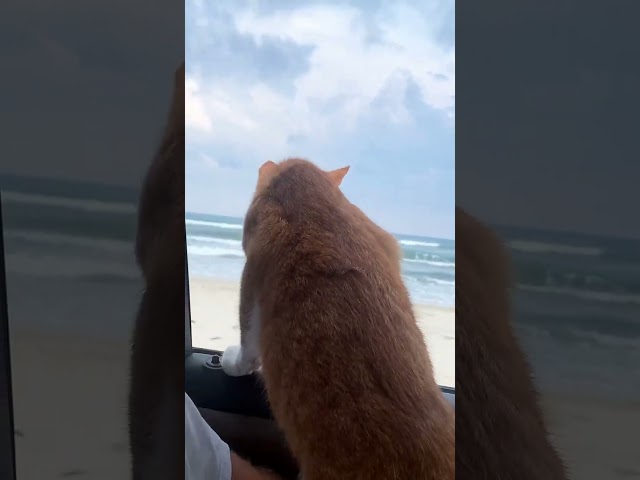 Cat riding out the window! SO HAPPY! Marlin's favorite place, the BEACH! #cat #cats #kitten #kittens