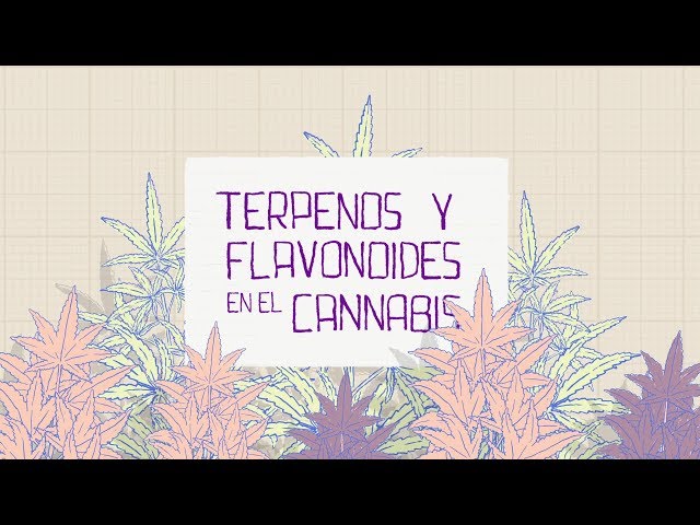 Terpenos y Flavonoides - Español