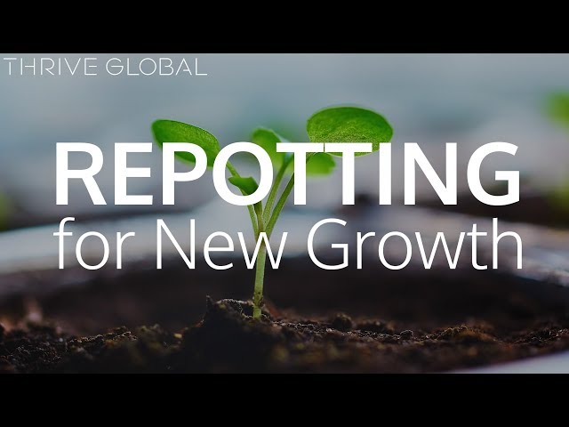 How “Repotting” Can Help You Achieve New Growth in Life