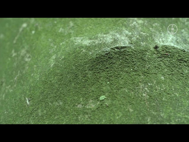 FWU - Pflanzenkunde: Blütenlose Pflanzen: Algen, Moose und Farne - Trailer