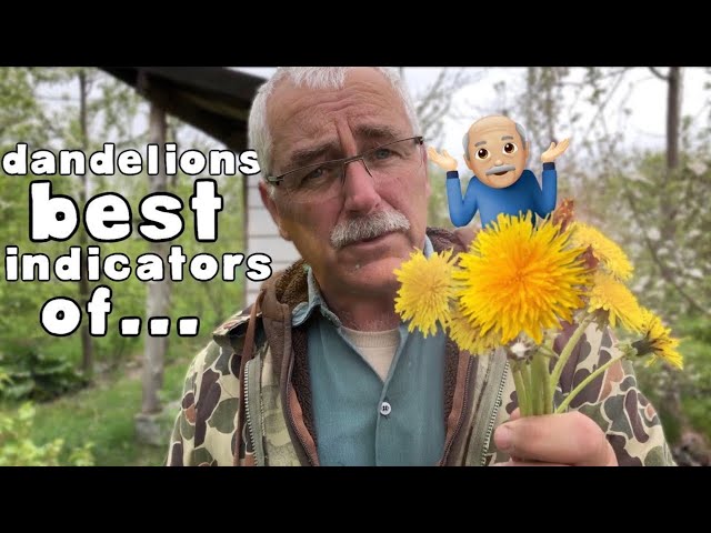 DANDELIONS are the BEST INDICATORS of...