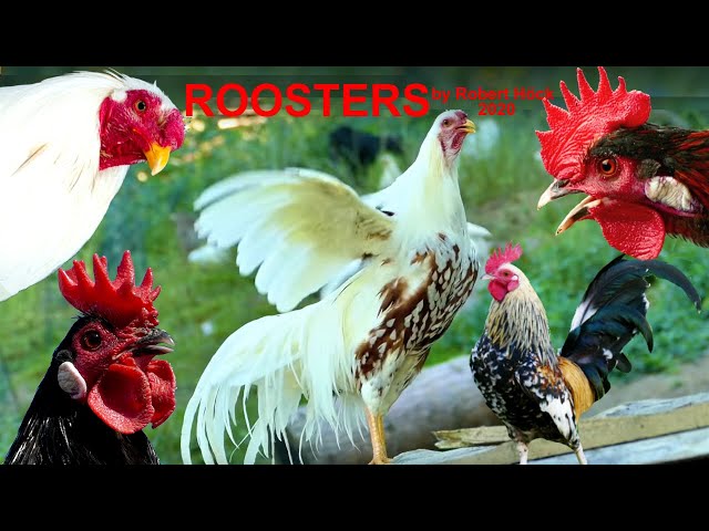 THE BIG ROOSTERS CROWING COMPILATION with Ayam Serama, Bantam, Cemani, Polish and Yokohama chicken