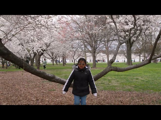 FDR and MLK Memorial: Cherry Blossom Tour