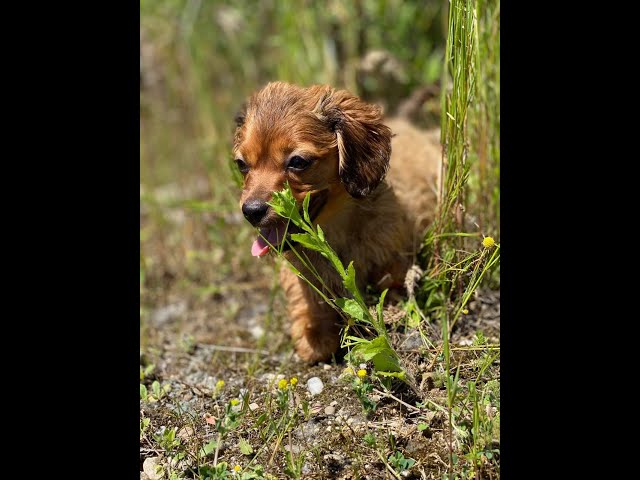 Hund Rumänien sucht Zuhause. Beide Vorderpfoten wurden ihm abgehakt :( Aber er hat Freude am Leben !