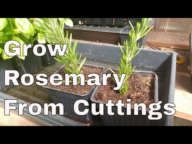 How To Grow Rosemary From Cuttings, Two Ways, BOTH Easy!