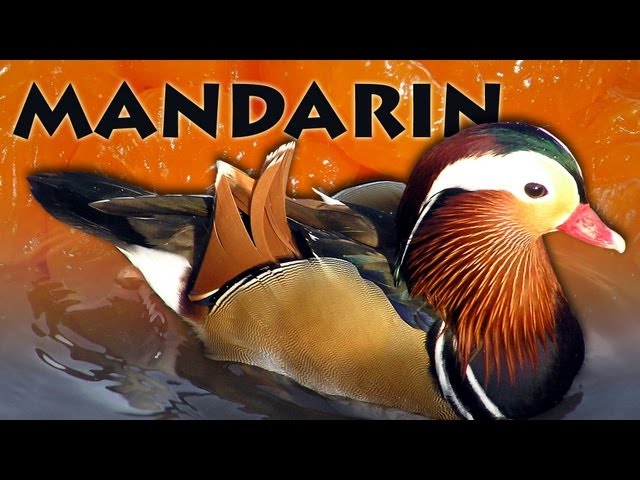 Mandarin - Words of the World
