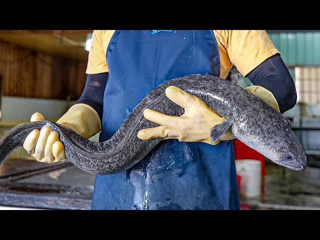 Giant Eel Cutting Skills, Three-cup Eel & Hot Pot / 巨大鰻魚切割, 鰻魚料理 - Taiwanese Food