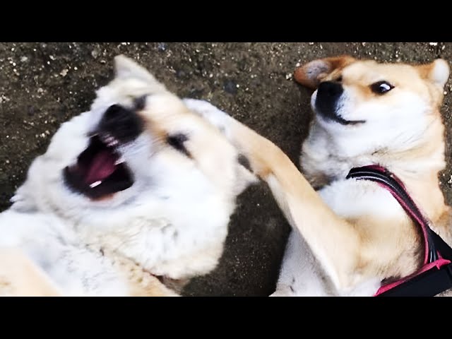 🐾Hilarious Dogs & Cats For 1 Hour😂New Funny Pet Videos🐾