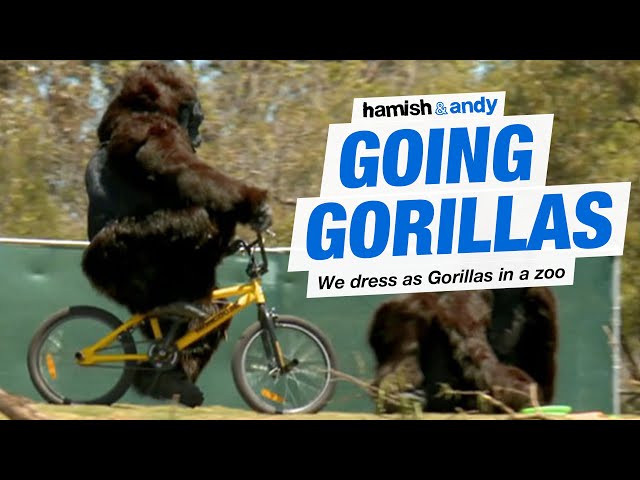 Going Gorillas | Hamish & Andy