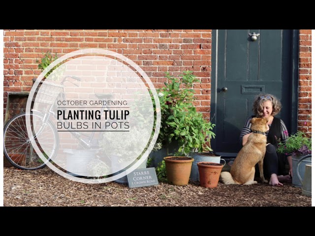 October Gardening: Step by Step How to Plant Tulip Bulbs in Containers and Pots